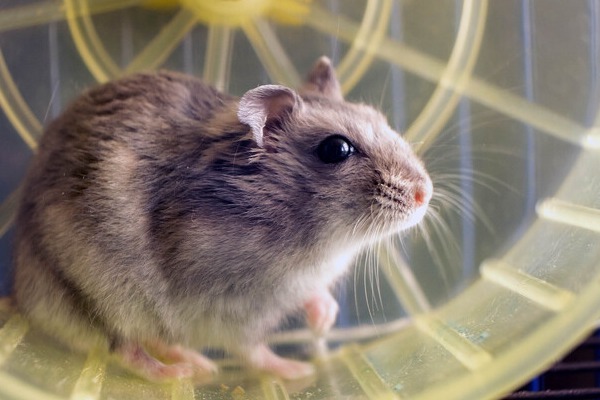 small-gray-jungar-hamster-rat-in-yellow-home-cage-2026-600