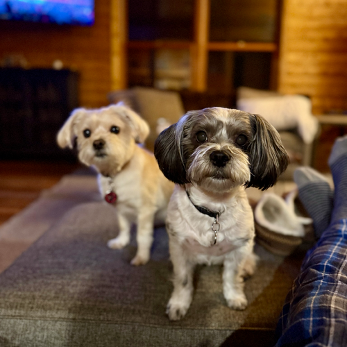 Dogs - 1-SQ-1