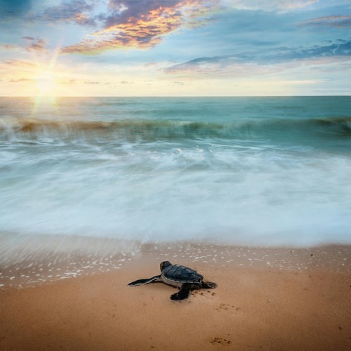 pexels-deeonederer-1817048-turtle-SQ-500